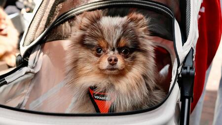 Dans ce pays, on vend plus de poussettes pour chiens que pour enfants !