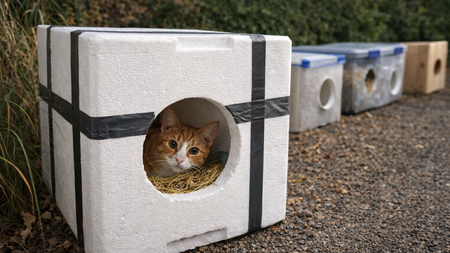 "Surtout pas de tissus ": l'astuce DIY à moins de 5 € pour sauver les chats errants cet hiver