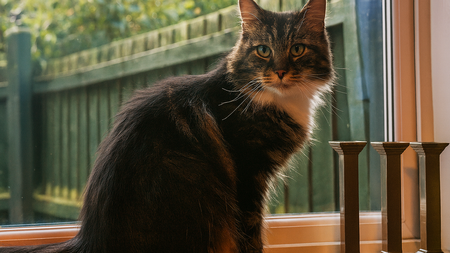 Son chat disparu depuis 5 ans est vivant : sa décision va vous bouleverser