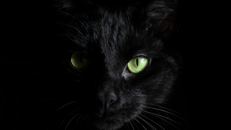 Chats noirs : les délaissés de l’adoption