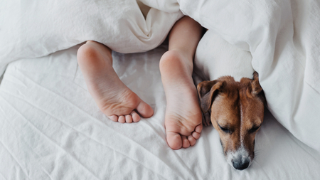 6 erreurs à ne pas commettre dans l’éducation de son chien