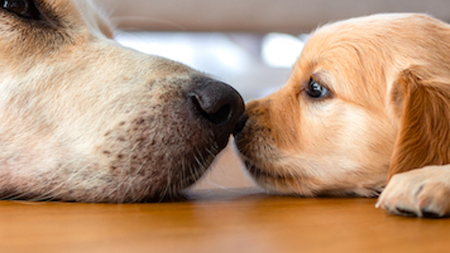 Se poser les bonnes questions avant d’adopter un chien