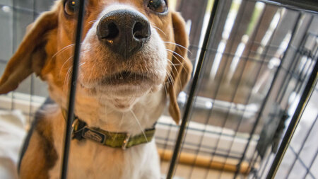 On a volé mon animal : que faire ?