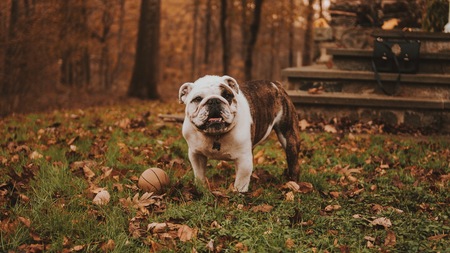 Les 7 dangers de l’automne pour nos animaux