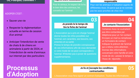 Le processus d’adoption : où et comment adopter un animal