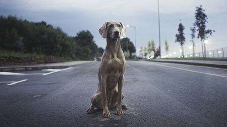J’ai perdu mon chien : comment le retrouver ?