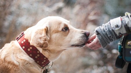 Comment choisir son éducateur canin ?