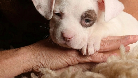 Sharon Stone adopte un chiot sur le tapis rouge des Astra Awards : caprice ou décision réfléchie ?