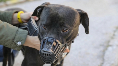 Curtis, chien en sursis : une association prête à changer son destin