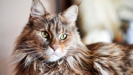 Pourquoi cette race de chat star d’Internet inquiète de plus en plus les refuges