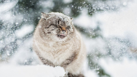 Grand froid : comment aider les animaux dans la rue et dans votre jardin ?