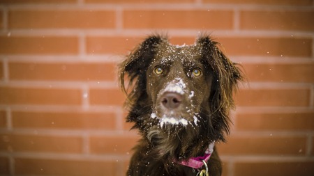 Peut-on laisser son chien dehors par grand froid ?