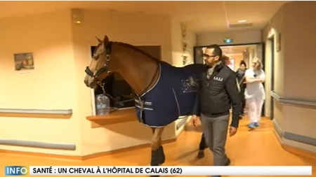 Le cheval Peyo, soutien de tous les patients en fin de vie
