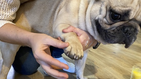Baume coussinets pour le chien en hiver : comment le préparer soi-même (DIY)