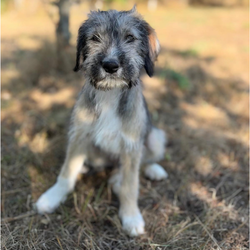 Adoption LORD