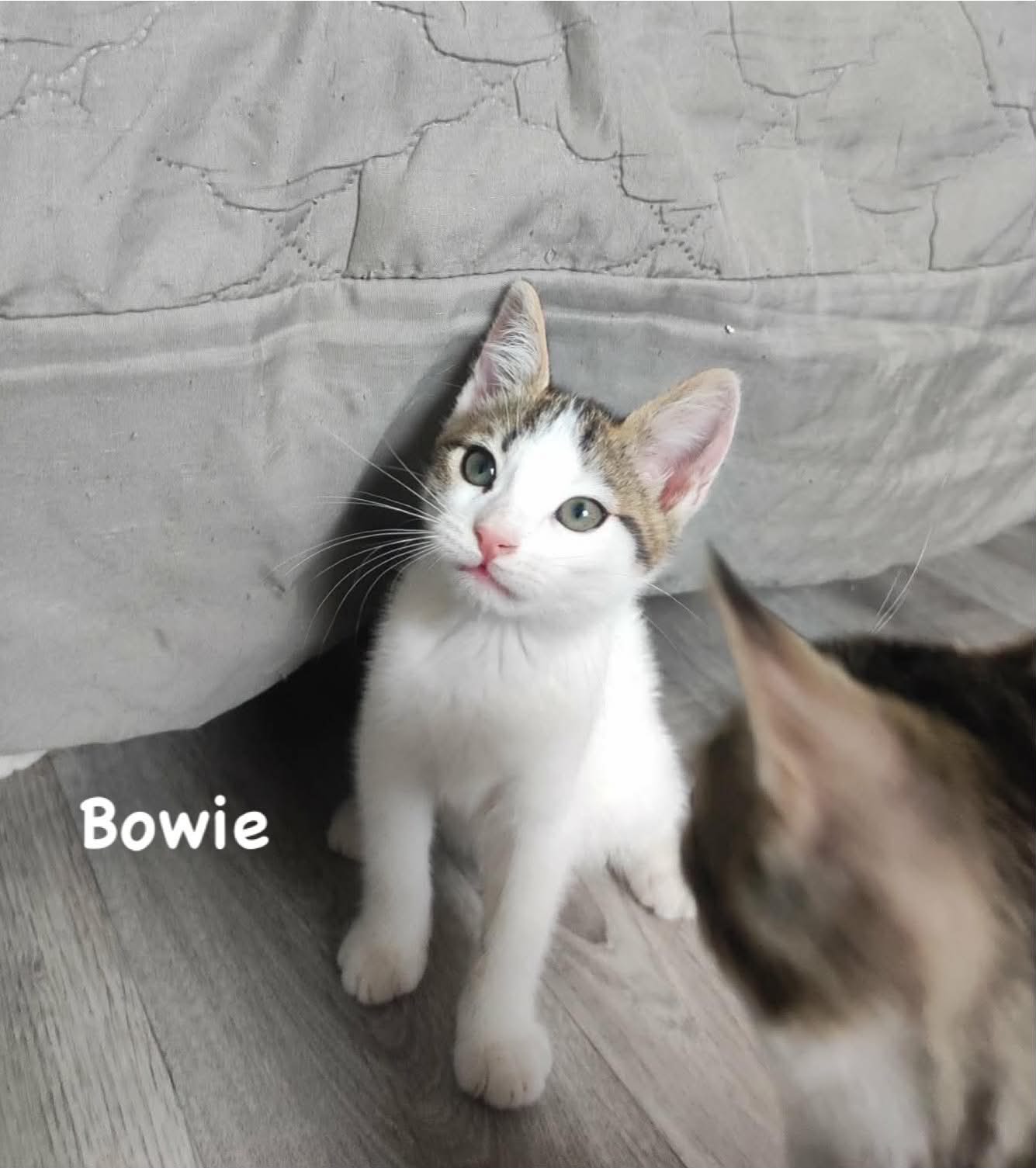 Adopter BOWIE