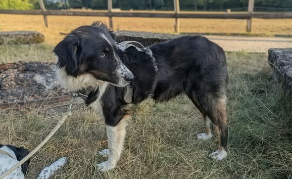 Adoption Ozzy
