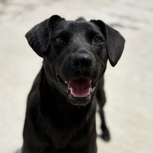 Adopter LAIKA