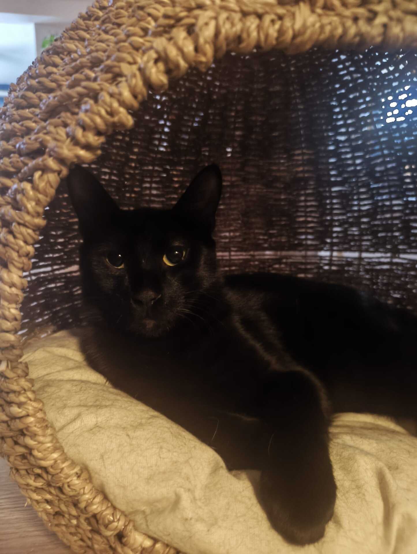 Adopter Gigi