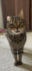 Filou