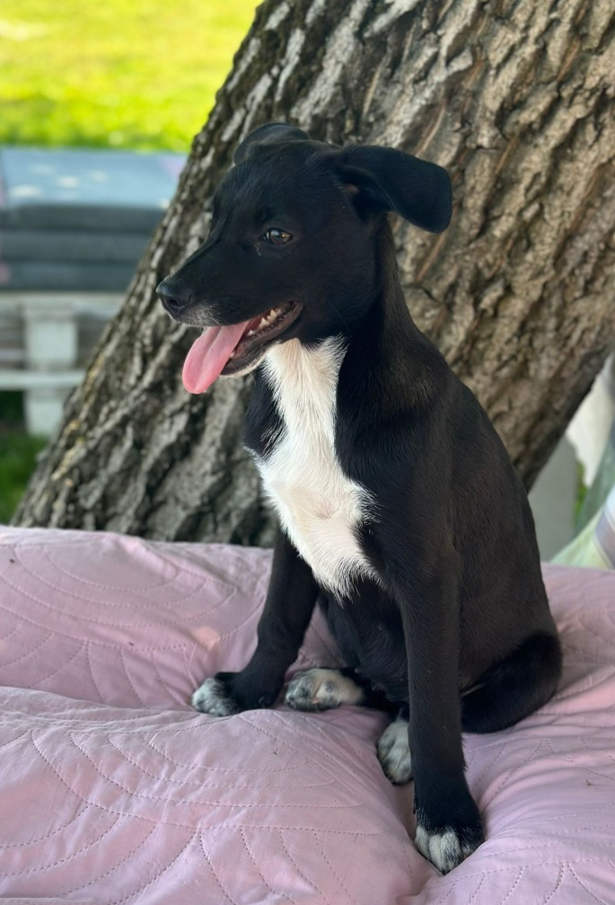 Adopter Xena