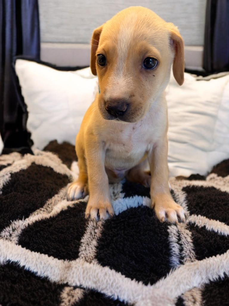 Adopter Kyros