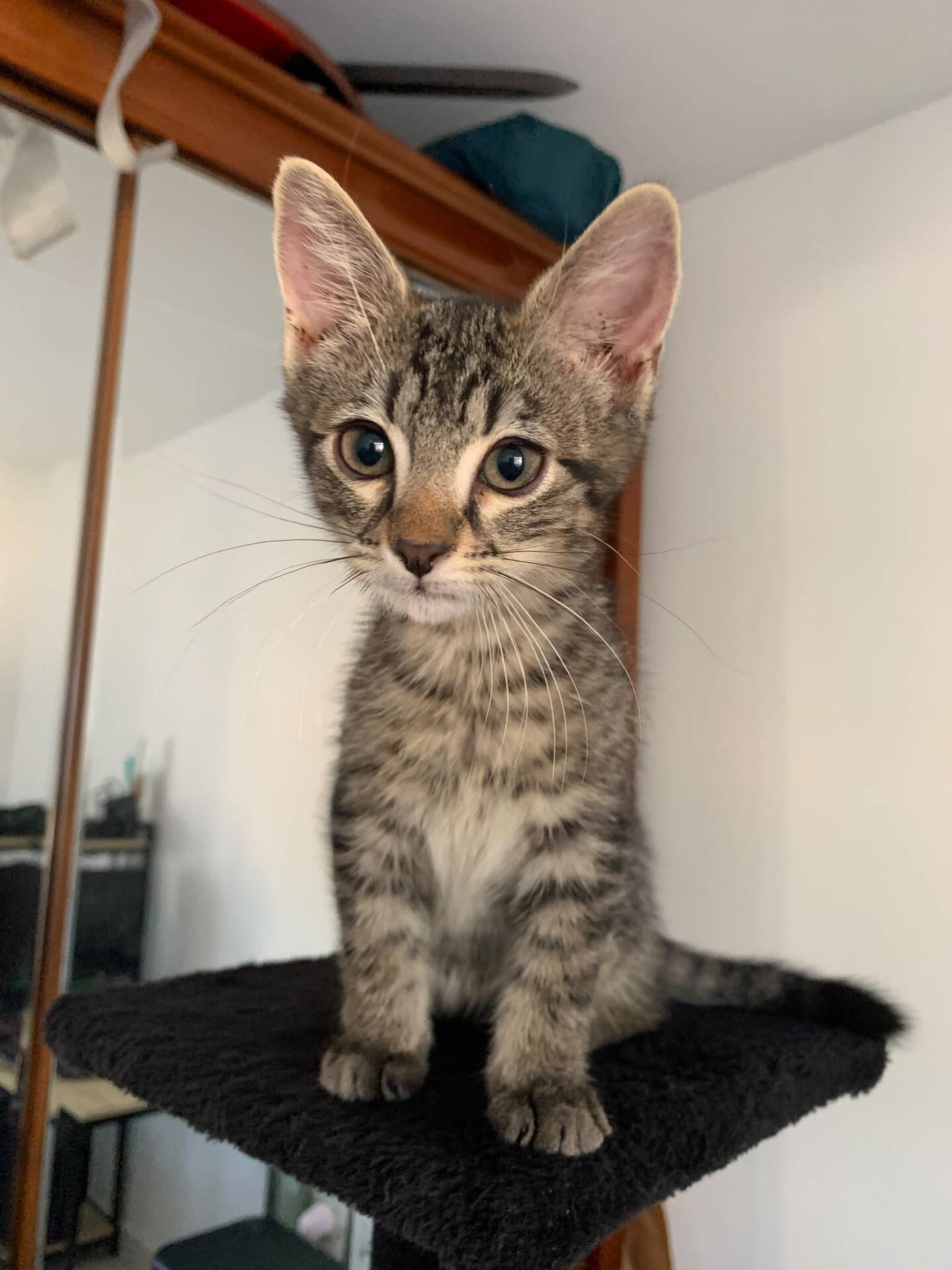 Adopter Belin