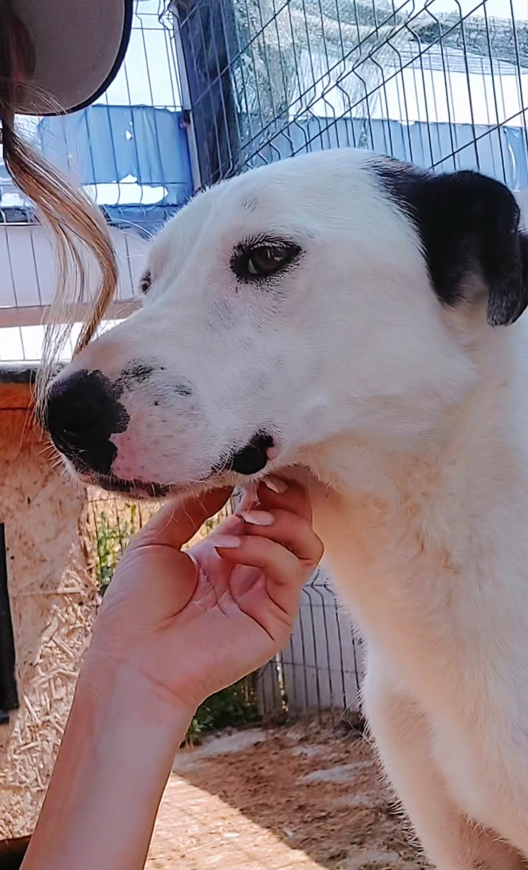 Adopter PIPPI