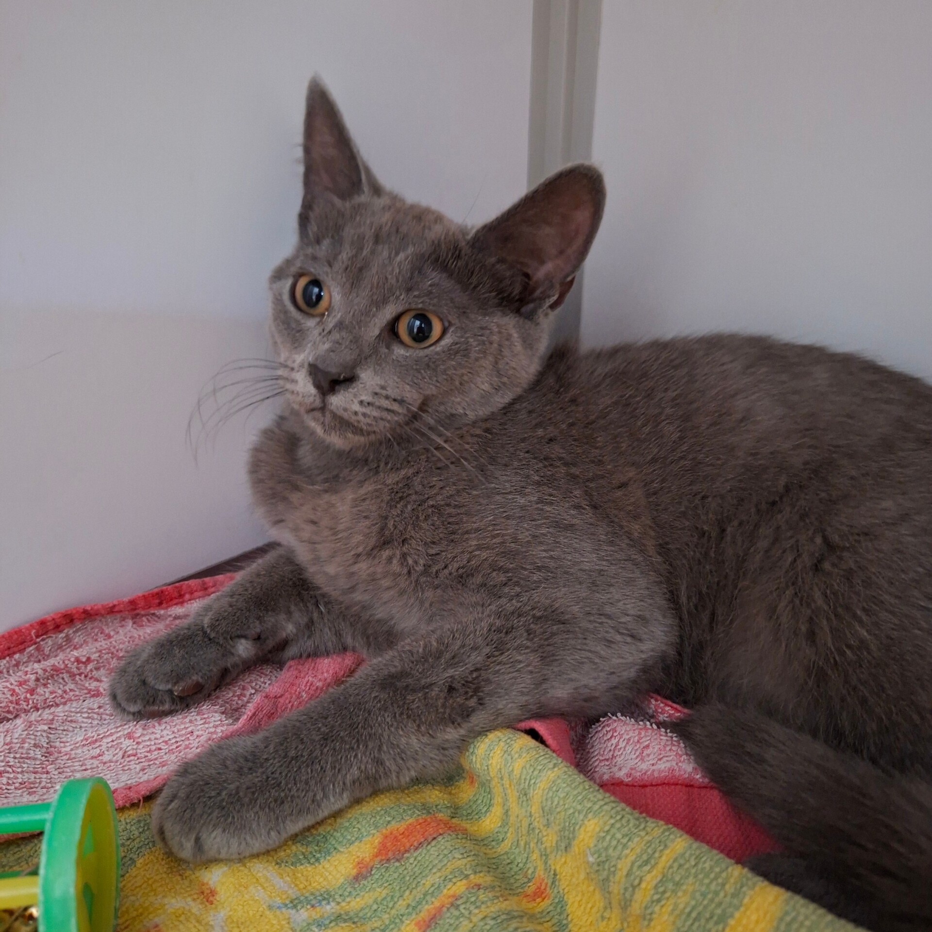 Adoption BLUEBERRY