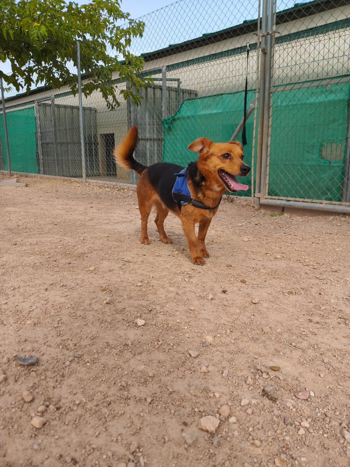 Adopter Bruno