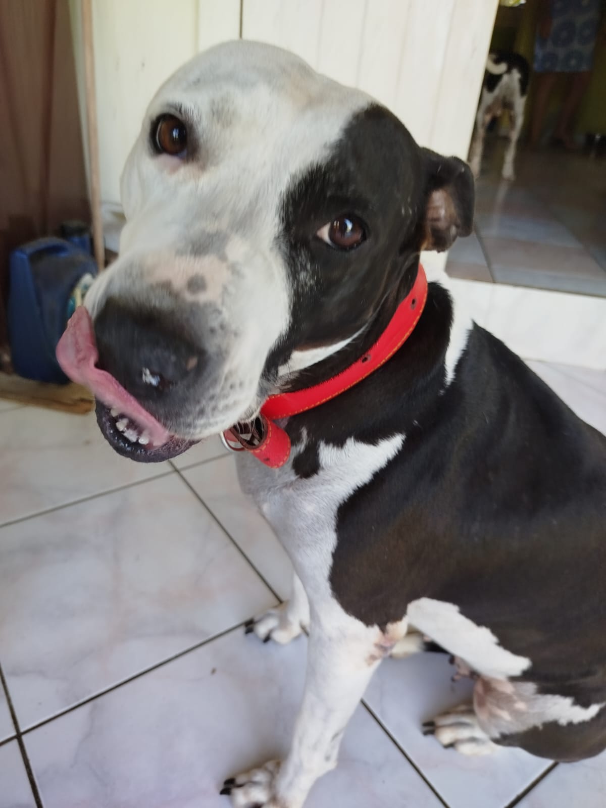 Adopter Métisse