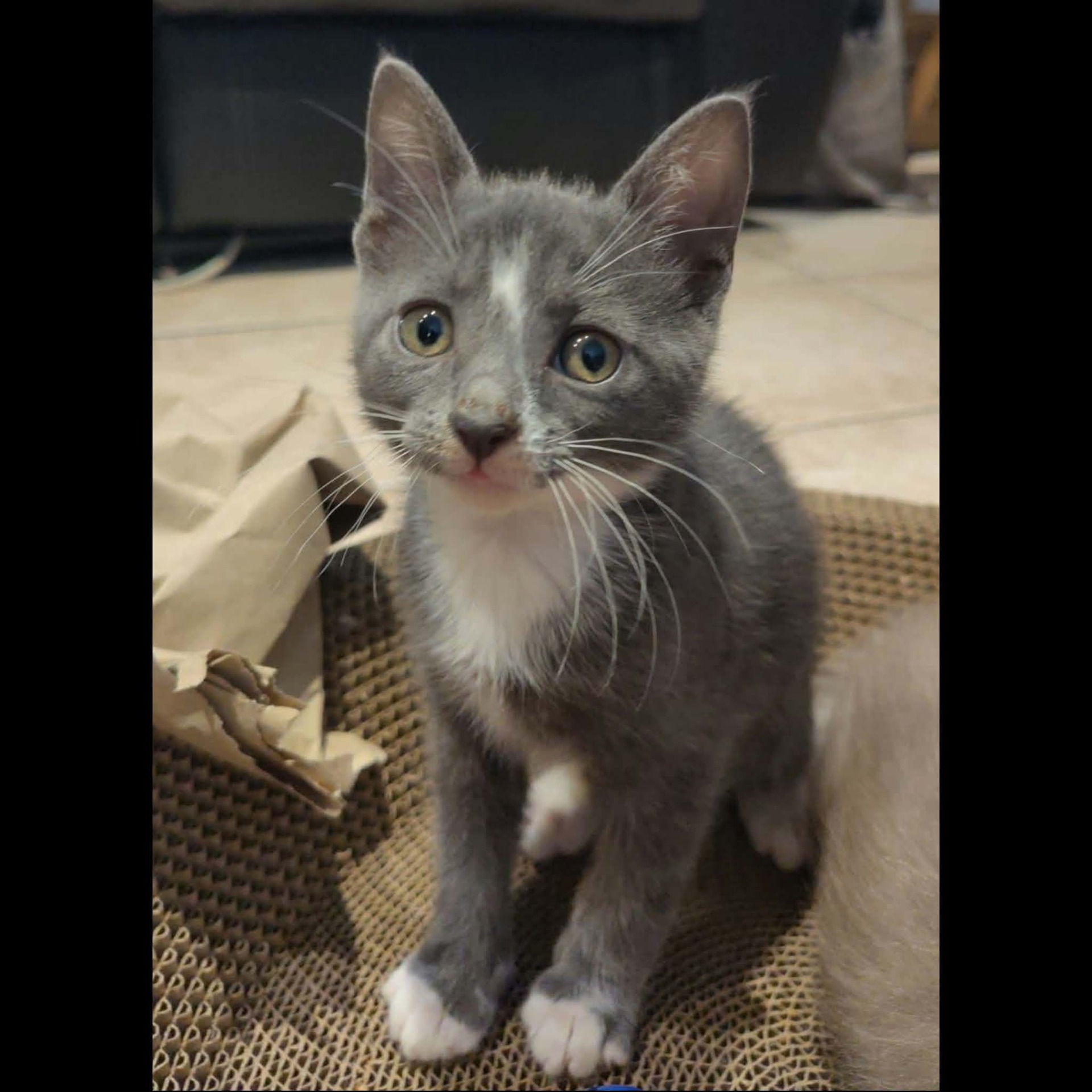 Adopter MENTIS