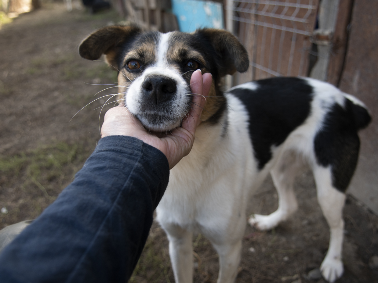 Adoption Eliza
