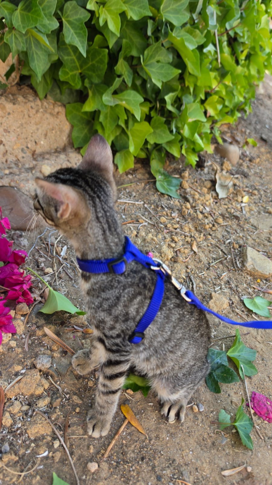 Adoption PICARO