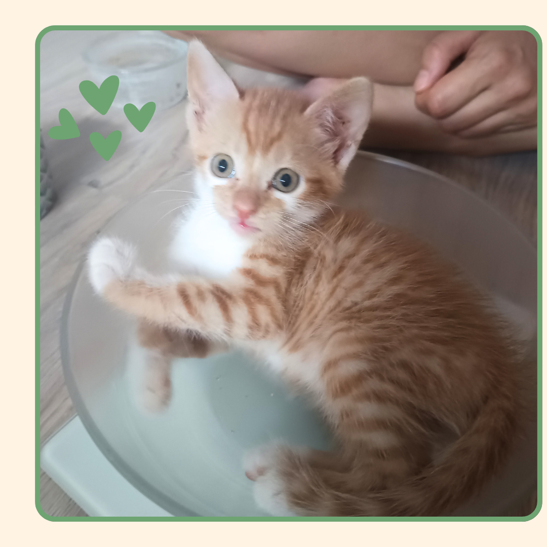 Adopter Olaf