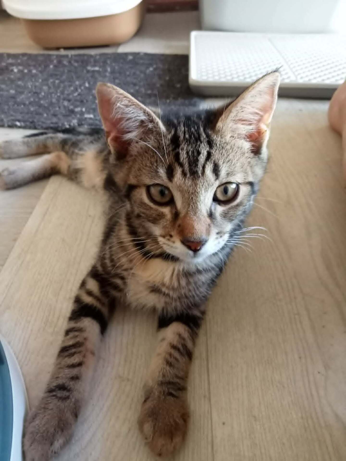 Adopter BOUNTY