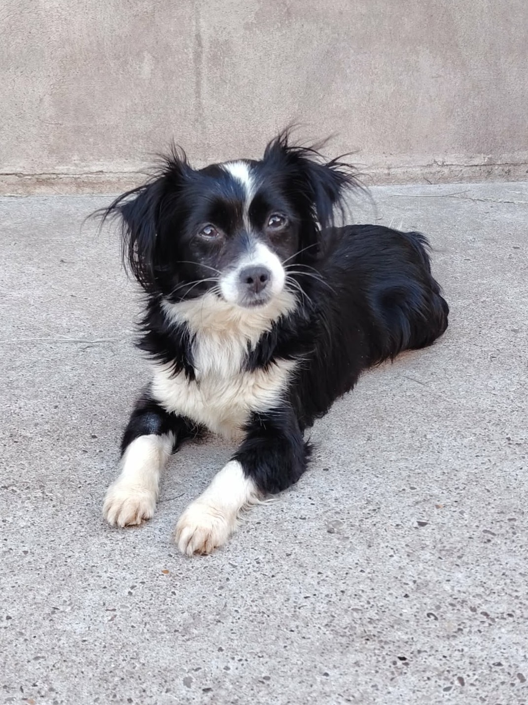 Adopter Tia