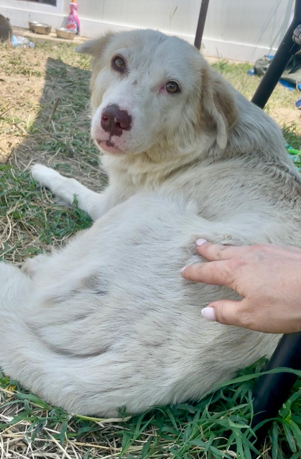 Adoption BELLE