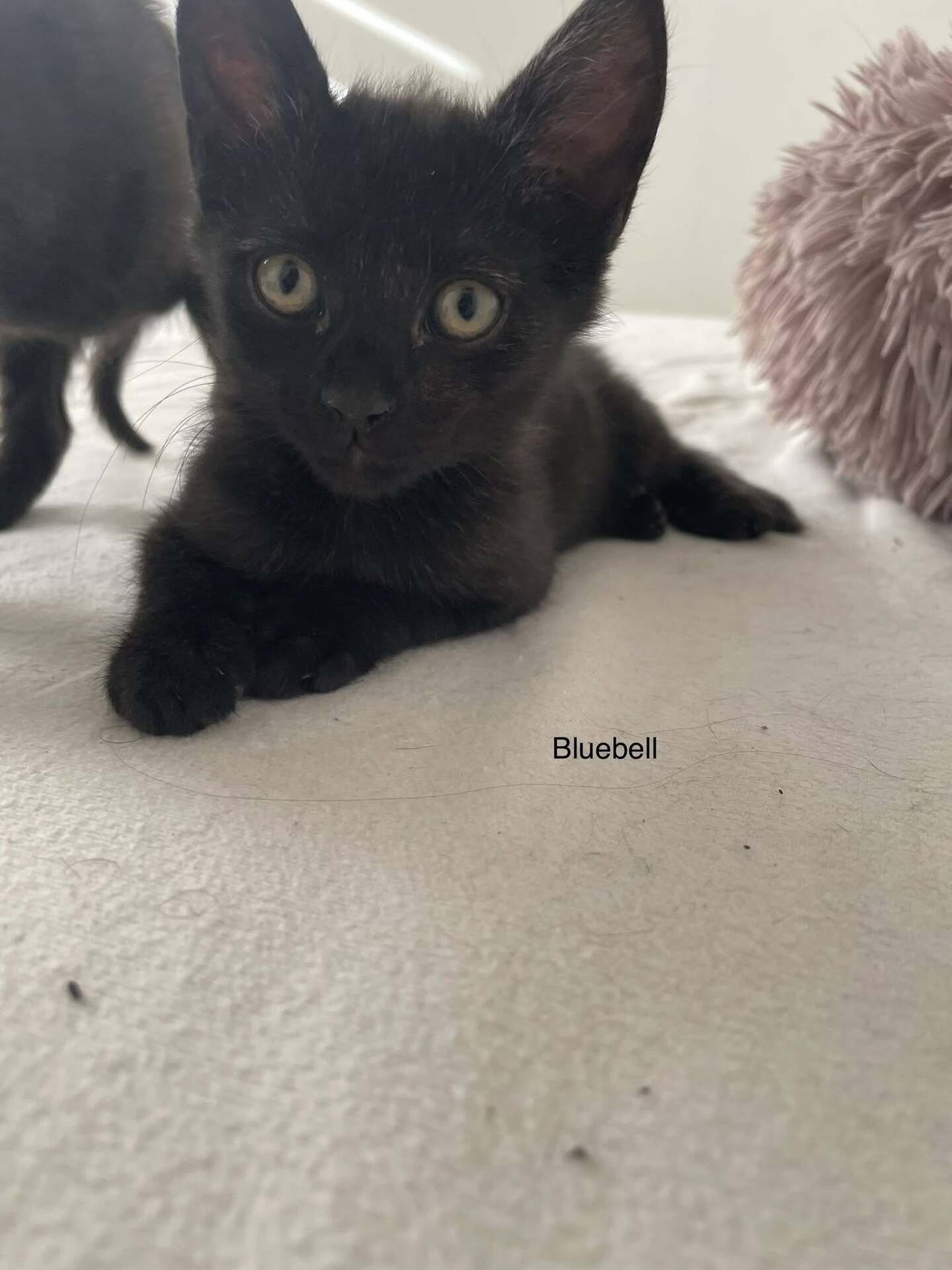 Adopter Bluey