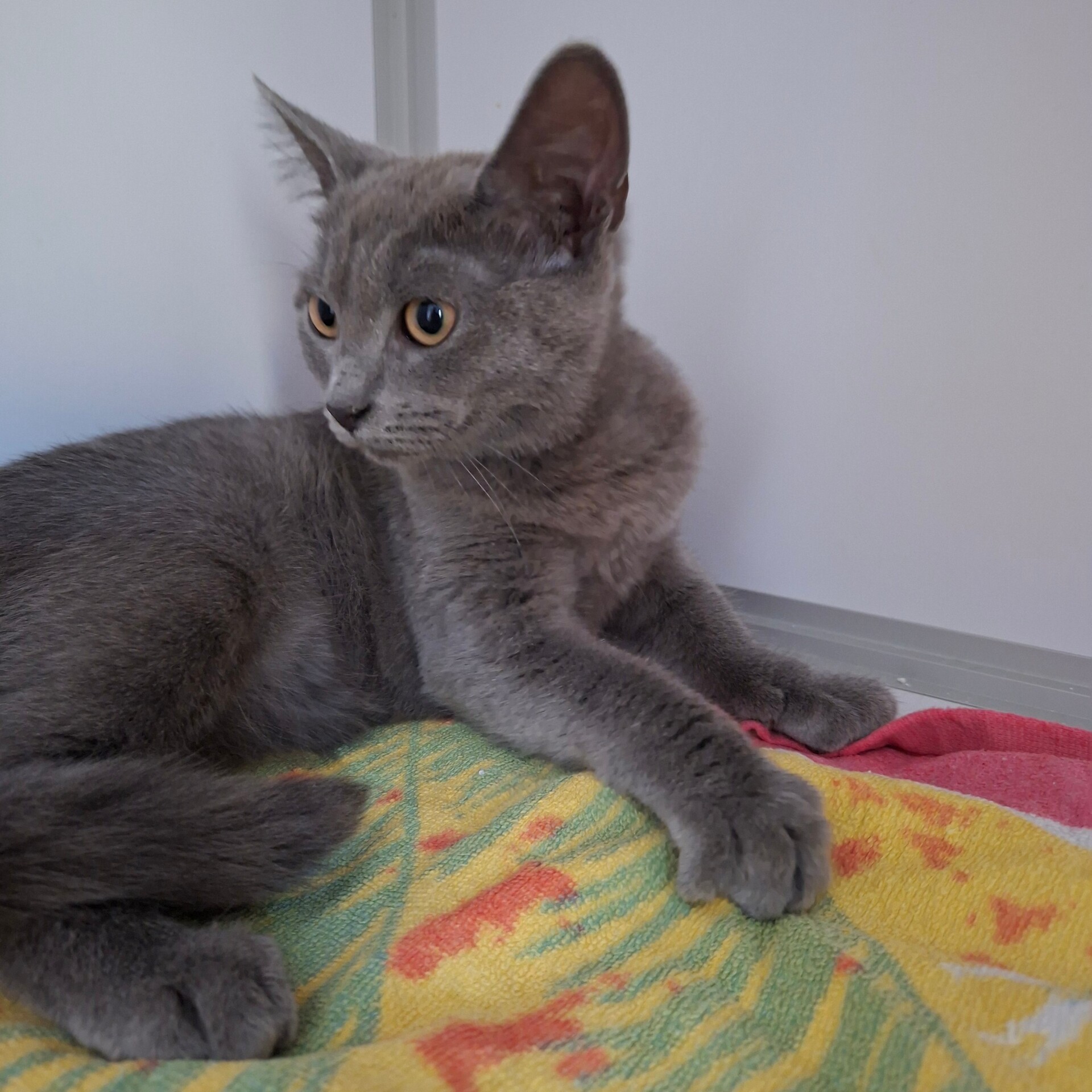 Adopter BLUEBERRY