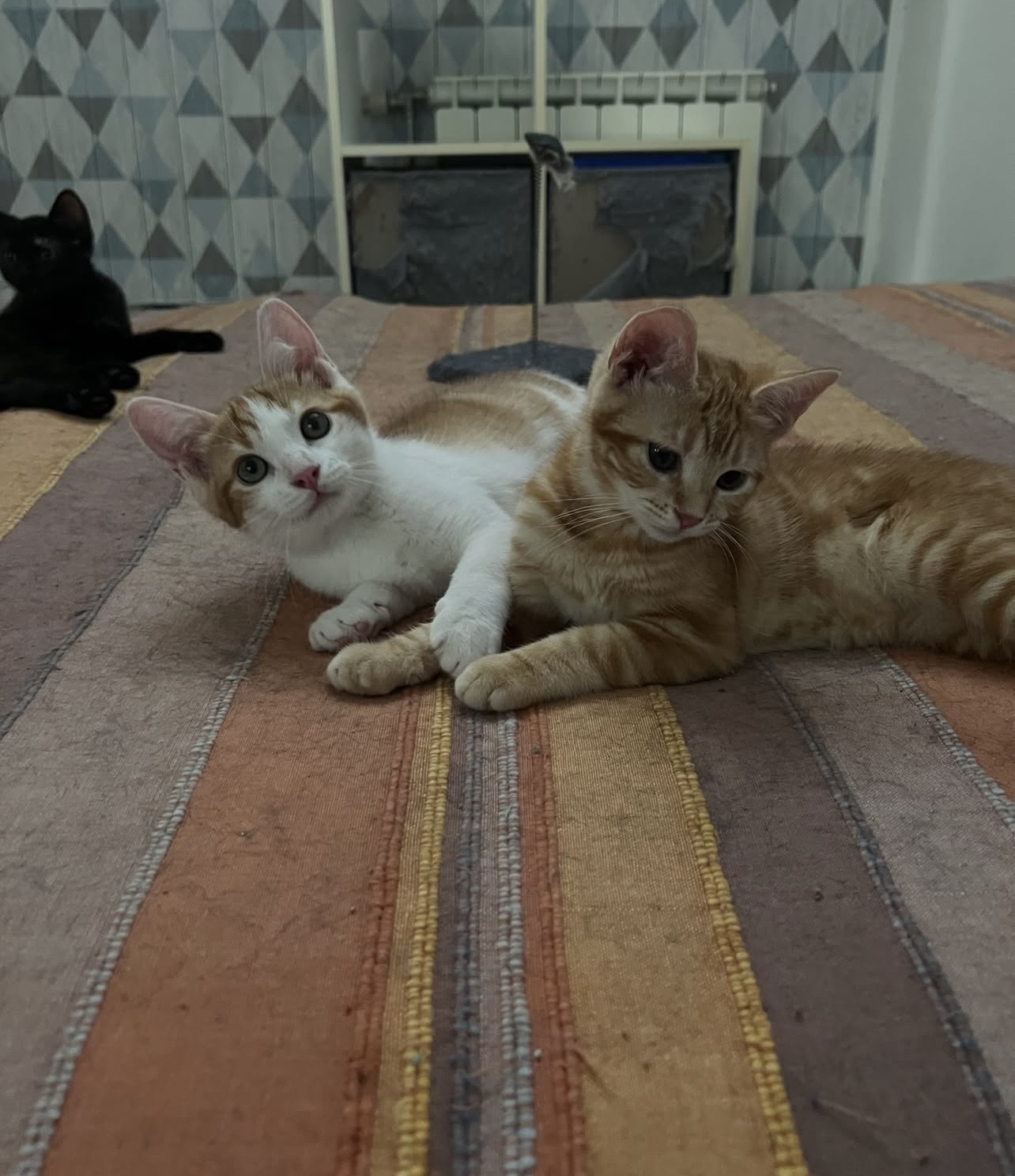 Adopter Solal et Solea