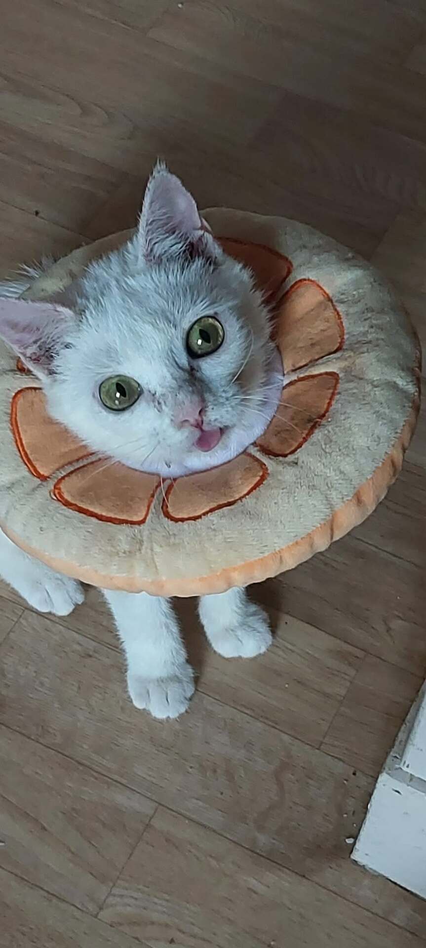 Adopter Milka