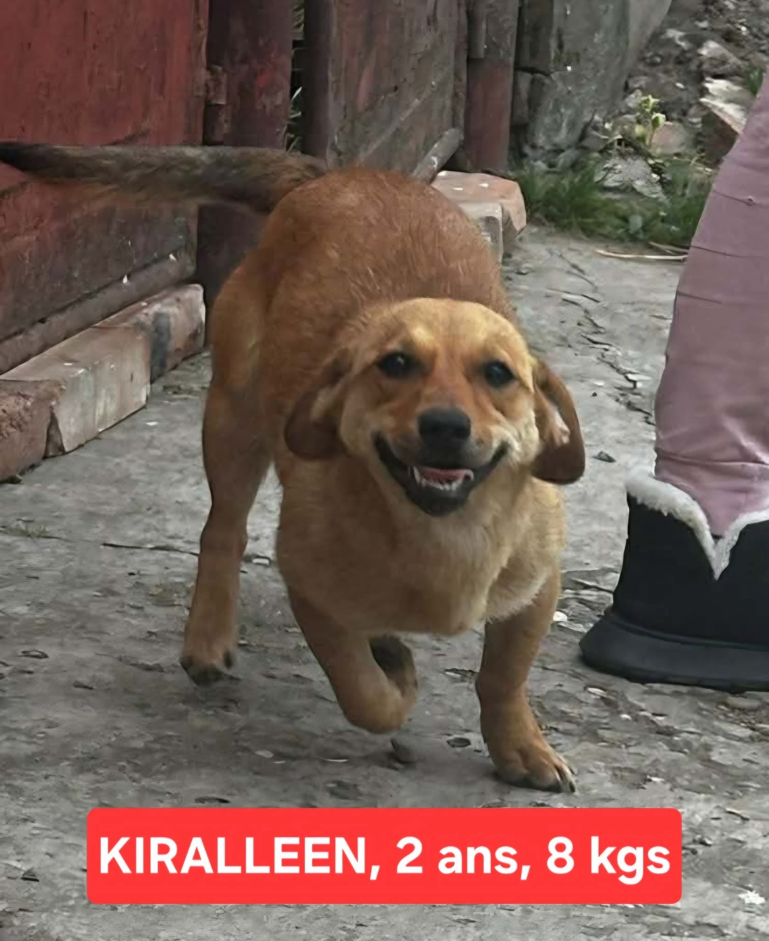 Adopter KIRALLEEN