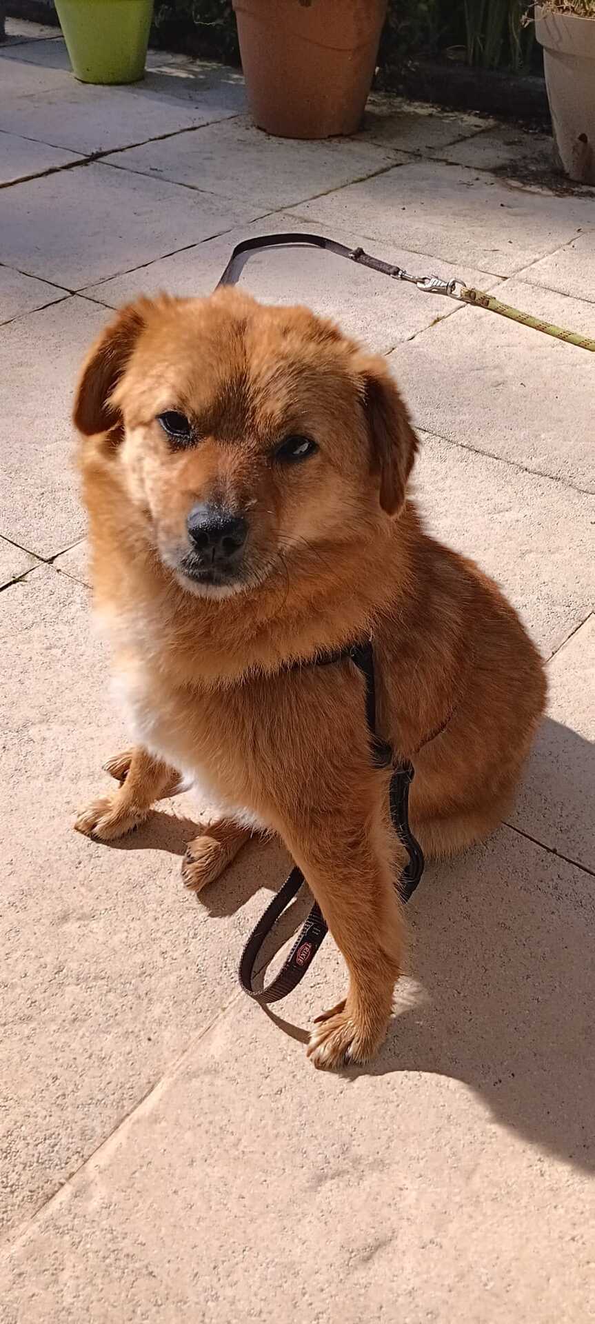 Adoption Muffin