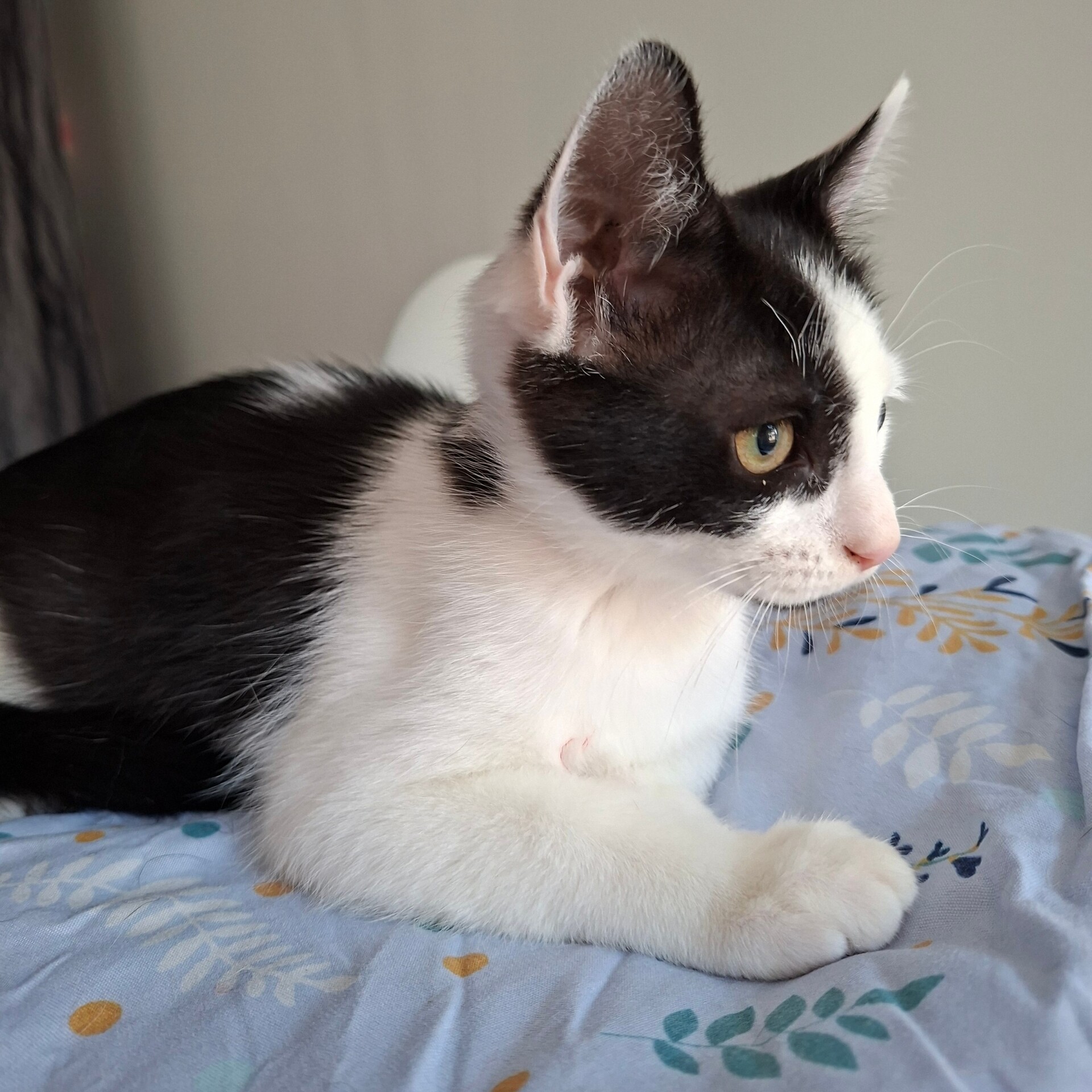 Adoption BEIJIN