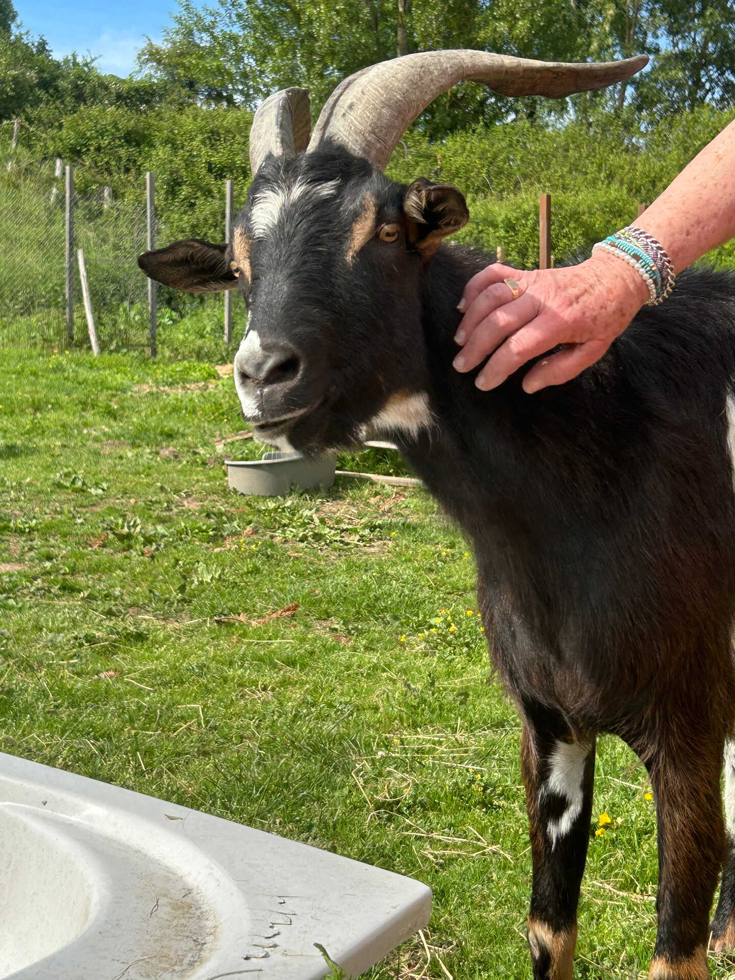 Adopter Cabécou