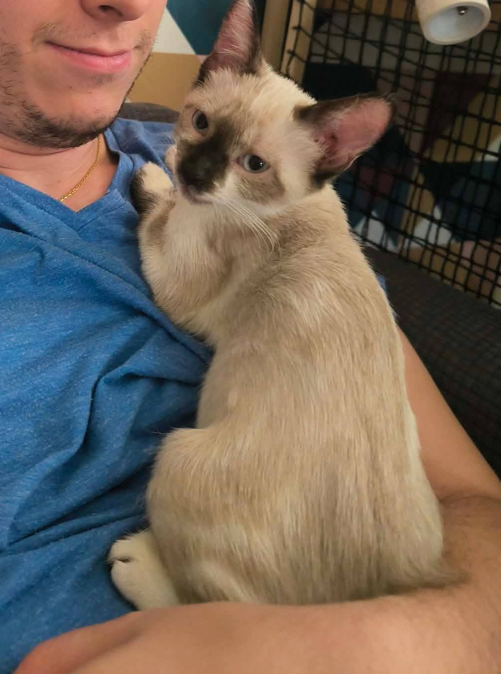 Adopter Fuga