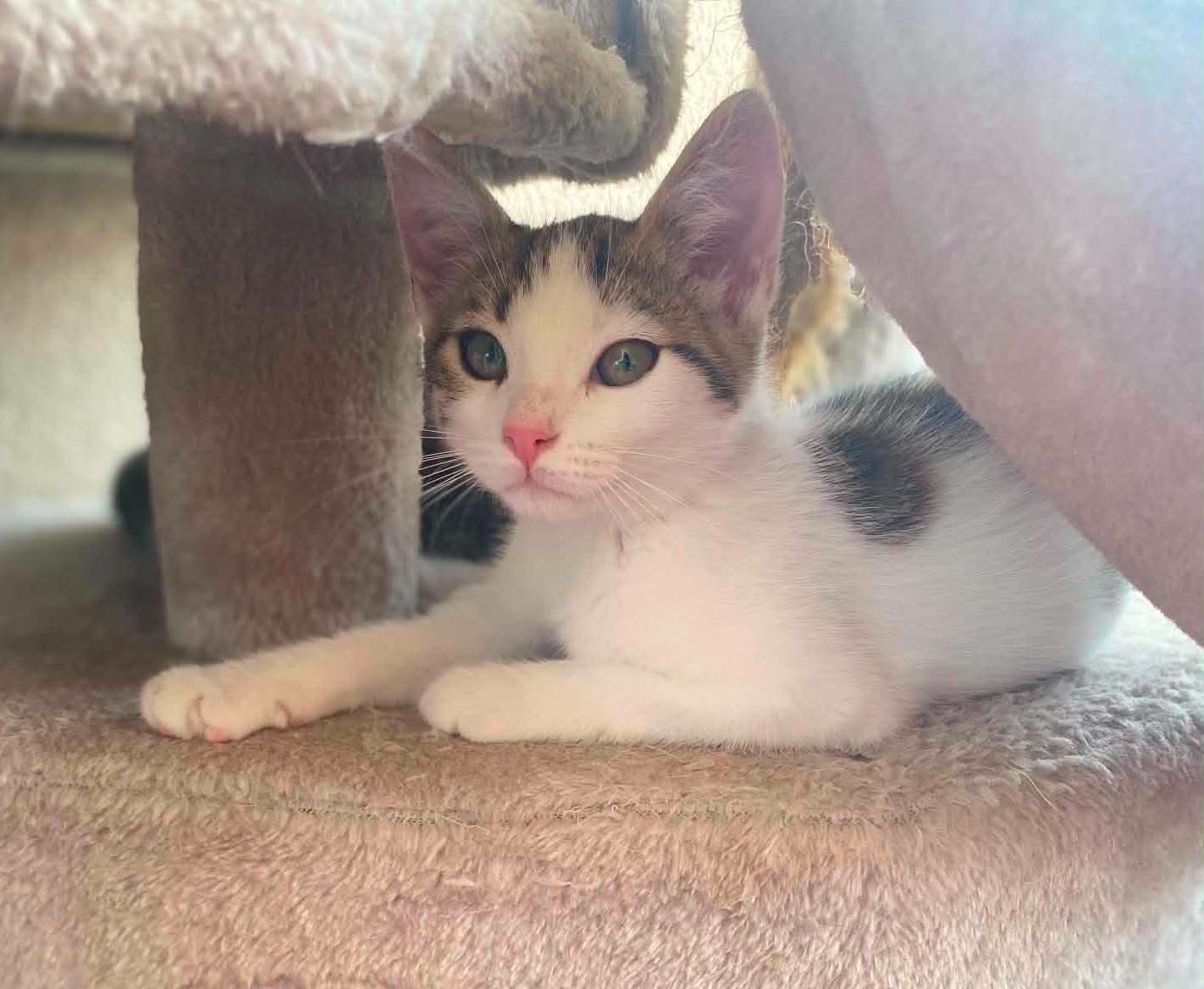 Adopter BOWIE