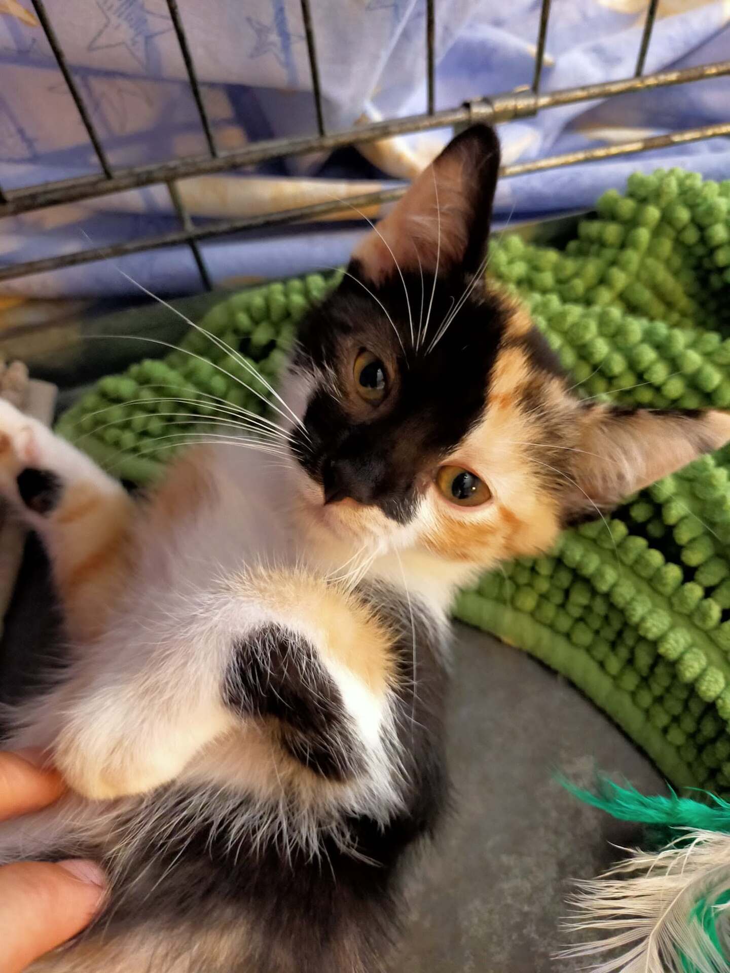 Adopter Bayonne