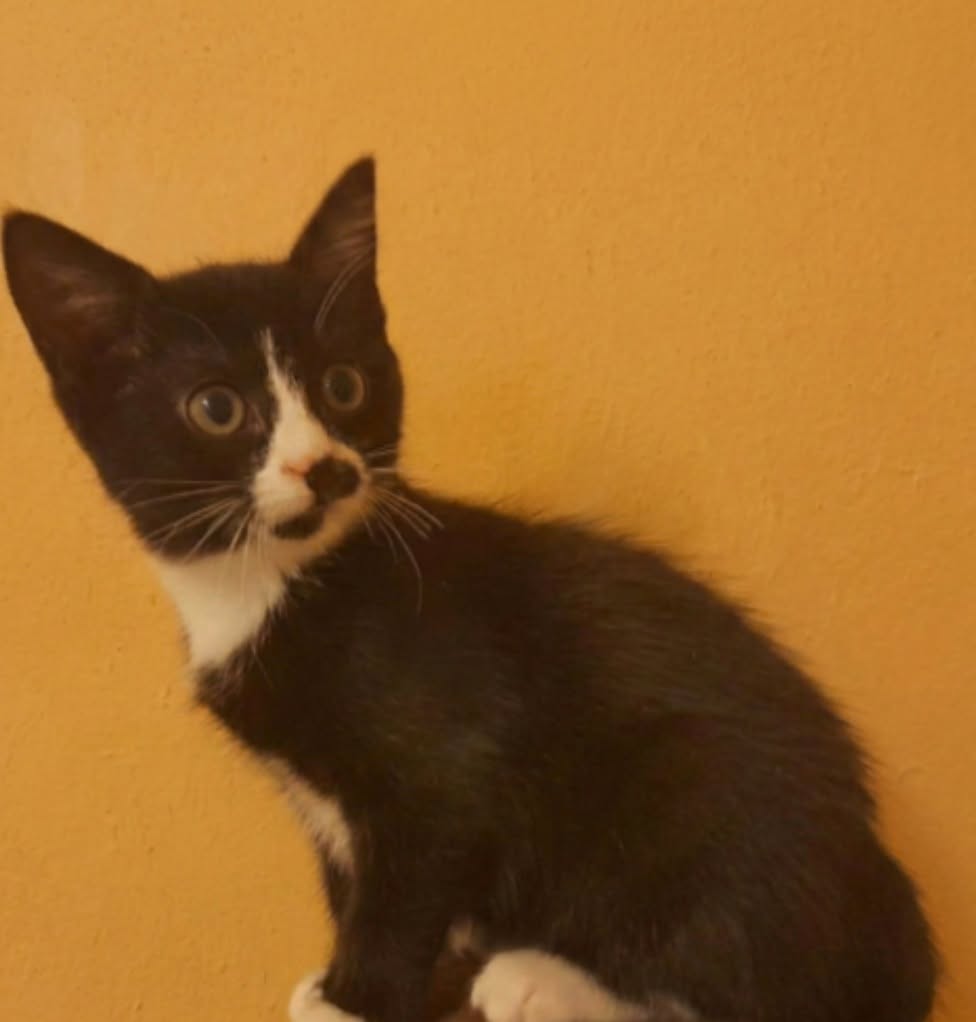 Adopter Beeble